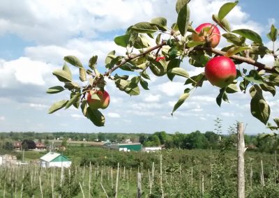 Auto-cueillette de pommes- Ferme L. Denis.