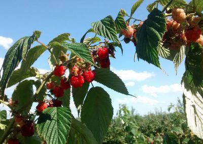 Auto-cueillette de framboises - Ferme L. Denis.