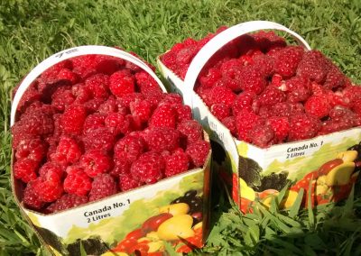 Auto-cueillette de framboises en saison- Ferme L. Denis.
