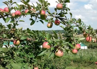 Auto-cueillette de framboises, bleuets, prunes, poires et pommes en saison
