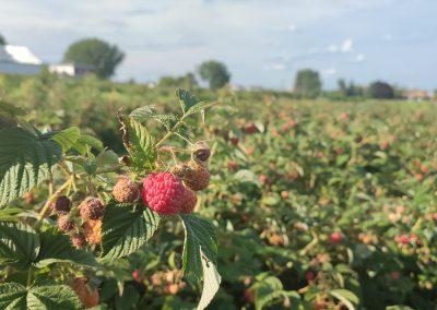 La saison d'autocueillette vient de commencer pour l'année 2025, il y a framboises et rhubarbes aux rendez-vous!