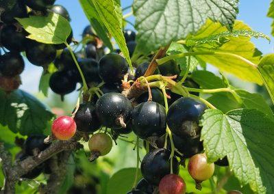 cassis, blackcurrant - Ferme L. Denis